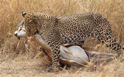 Leopard biting his prey : r/natureismetal