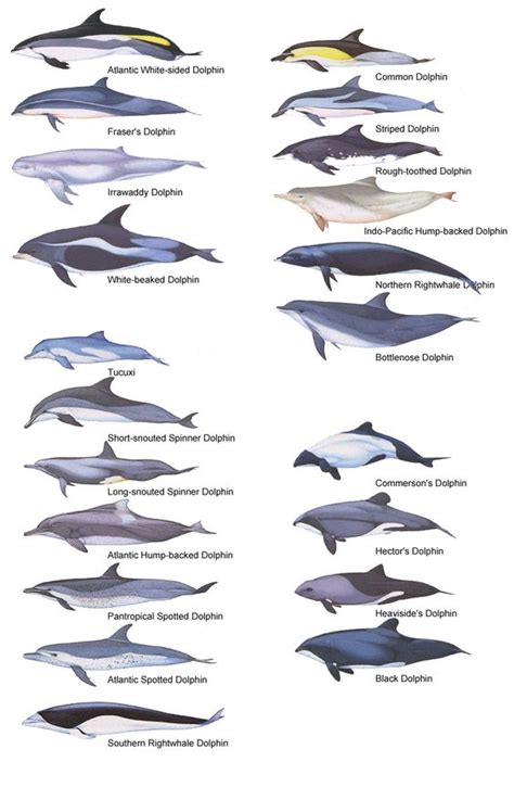 Dolphin Species | See also: Marine Life Tattoo Index , Nautical Tattoos ...