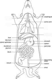 Rat Respiratory System Diagram | Quizlet