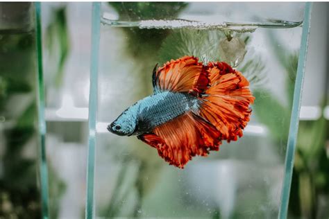 How to Set Up a Betta Fish Tank - PetHelpful