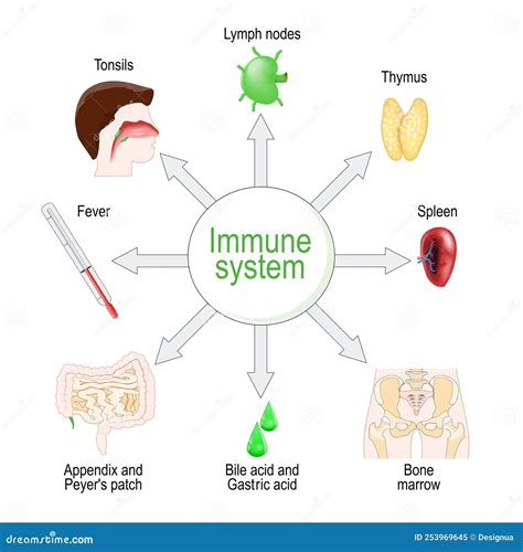 Immune System. Organs And Function Cartoon Vector | CartoonDealer.com ...