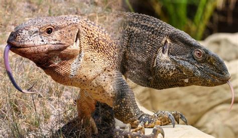 Monitor Lizards as Pets: Best Species & Care Requirements