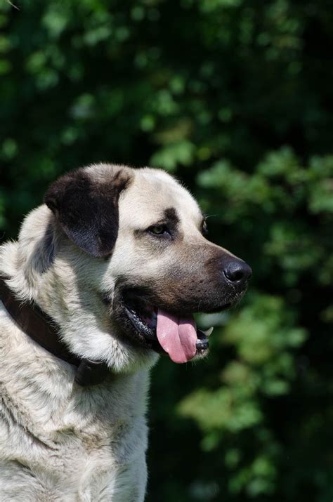 The Beautiful Kangal | Kangal köpeği, Köpek, Hayvan