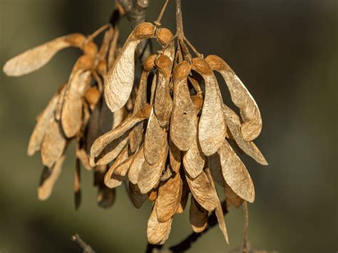 Why Are There So Many Sycamore Seeds This Year? - London Status