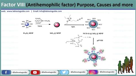 Factor VIII (Antihemophilic factor) Purpose, Causes and more - Lab ...