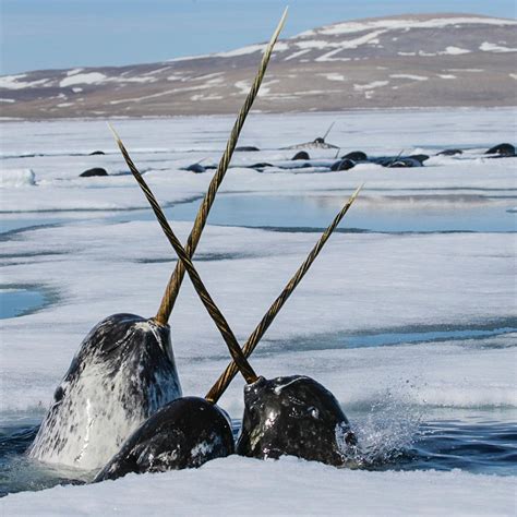 Narwhals sword fighting : r/natureismetal