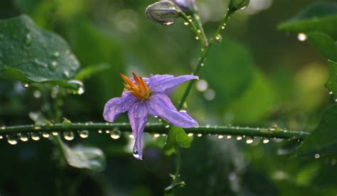 Solanum Trilobatum: Benefits, medicinal uses, grow and care tips