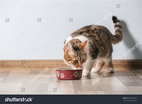 Cute Funny Cat Eating Home Stock Photo 568341091 | Shutterstock