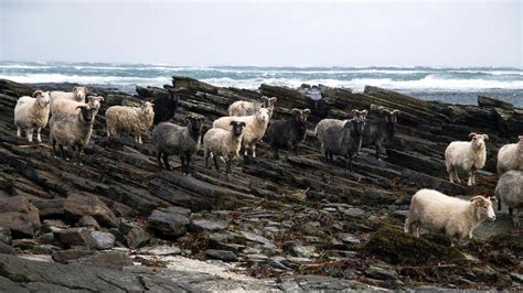 The woman who will help keep seaweed-eating sheep on an Orkney beach ...