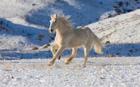 Christmas Horse Wallpapers - Top Free Christmas Horse Backgrounds ...