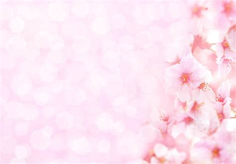 Pink Flower With Pink Bokeh Background For Spring Photography Backdrop ...