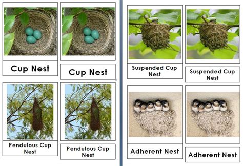 Types of Bird Nests 3 Part Cards - Live and Learn Farm | Preschool art ...