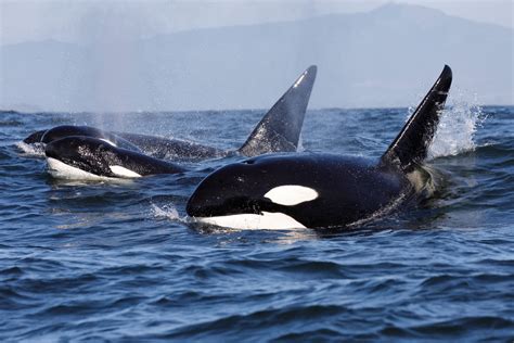 Fact File: Orca (Orcinus orca) - Australian Geographic