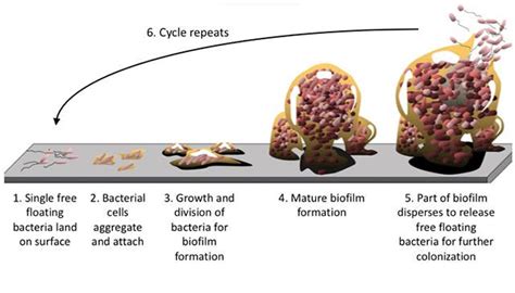 Where is biofilm found? | Socratic