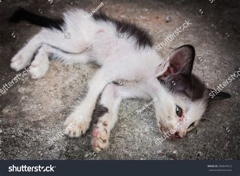 Little Sick Cat Dying Sleep On Stock Photo 260647613 | Shutterstock