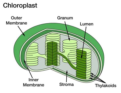 Chloroplast Drawing And Labeling