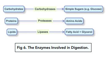 Enzymes & Digestion - Protein and Lipids: Breakdown (GCSE Biology ...