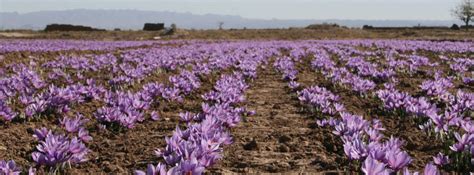 Saffron growing areas Saffron Expert