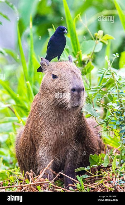 Capybara grass hi-res stock photography and images - Alamy