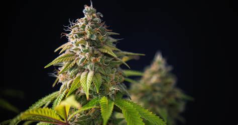 Greenside Recreational | Best Cannabis Strains with High THC