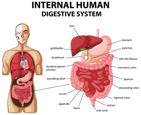 HUMAN DIGESTIVE SYSTEM — Biology Notes