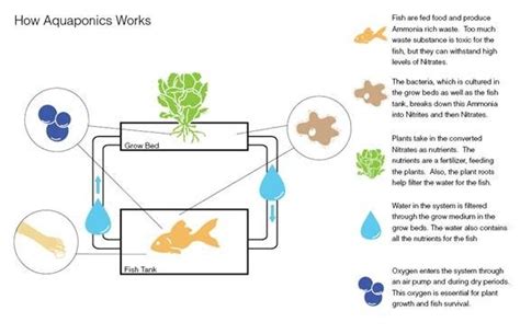 Aquaponic System Tilapia