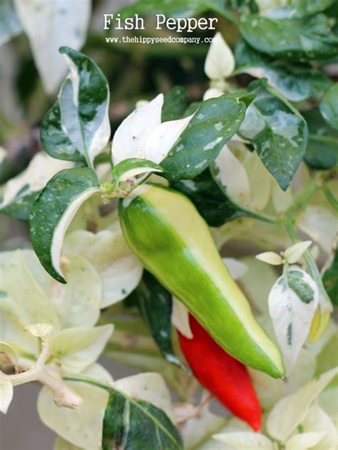 Fish Pepper seeds from The Hippy Seed Company - Your Chilli Experts