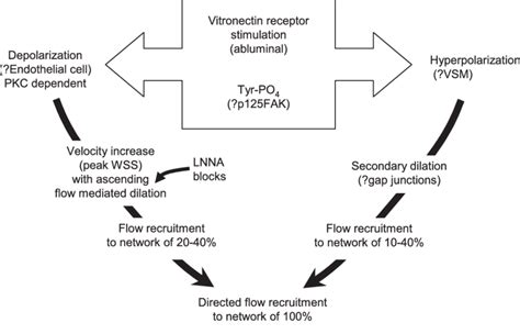 Schematic of proposed mechanism for vitronectin receptor stimulation of ...