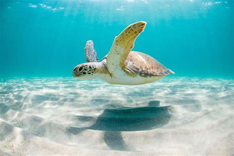 Learn About Anna Maria Island’s Turtle Watch & Get Involved