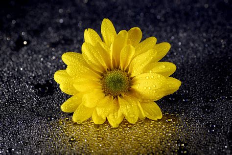 Yellow Daisy Wallpapers - Top Free Yellow Daisy Backgrounds ...