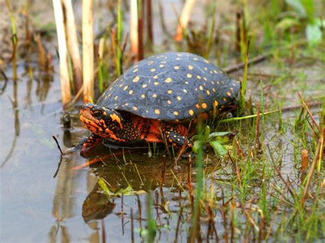 Turtle Kinds Of Turtles, Turtles For Sale, Small Turtles, Box Turtles ...