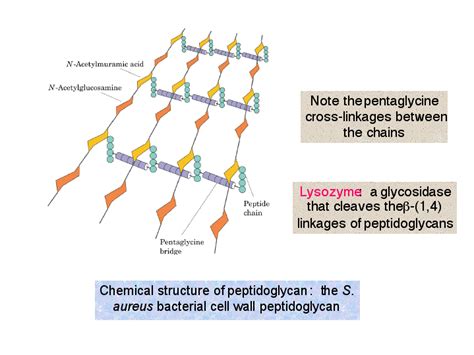 Peptidoglycan Chemical Structure