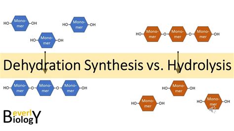 Dehydration Synthesis - Biology Simple