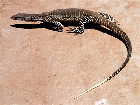 Sand Goanna (Wildlife of Port Augusta) · iNaturalist Australia