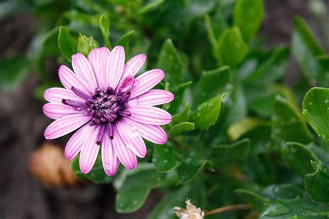 From British Columbia Canada.....: JUNE FLOWERS