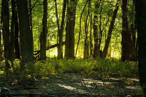 Forest Landscape Free Stock Photo - Public Domain Pictures