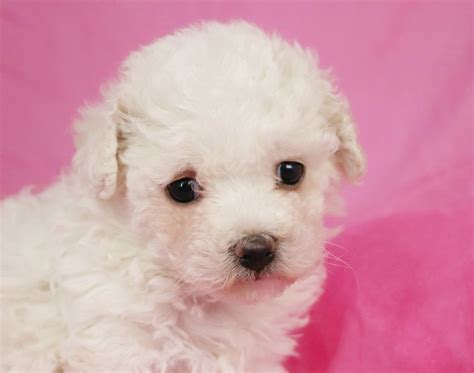 Free photo: Bichon Frise Puppy - Animal, Cute, Dog - Free Download - Jooinn