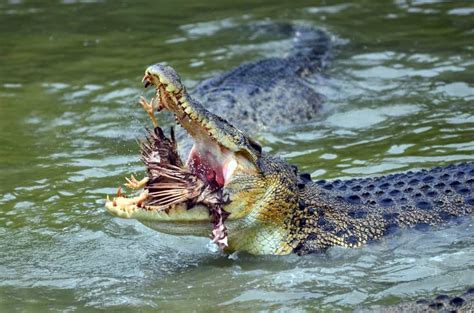 Great White Shark Vs Saltwater Crocodile - Who Would Win? - Animals ...