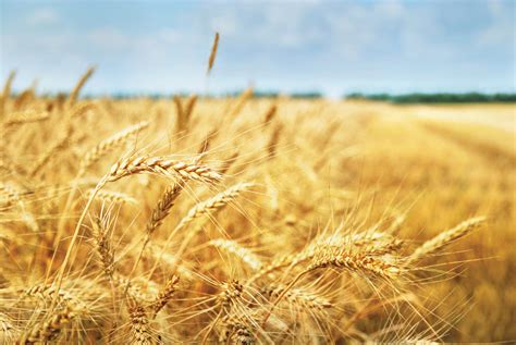 Winter wheat harvest shows effect of winter thaw - Manitoba Co-operator