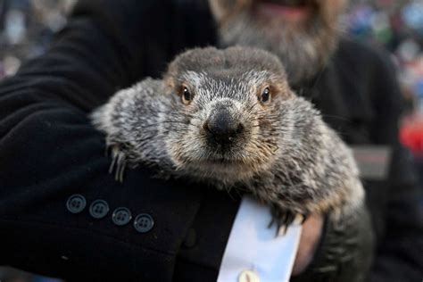 Canadian Groundhog Fred la Marmotte Found Dead Before Groundhog Day