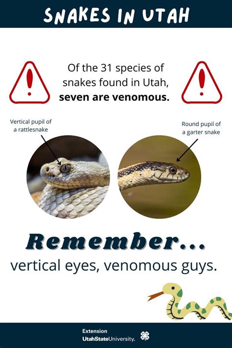 Venomous Snakes in Utah