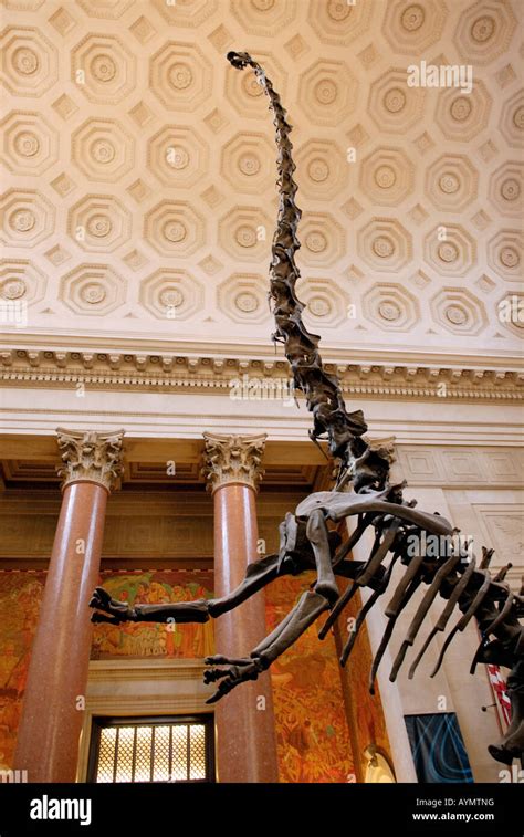 Barosaurus-Skelett American Museum of Natural History, New York ...