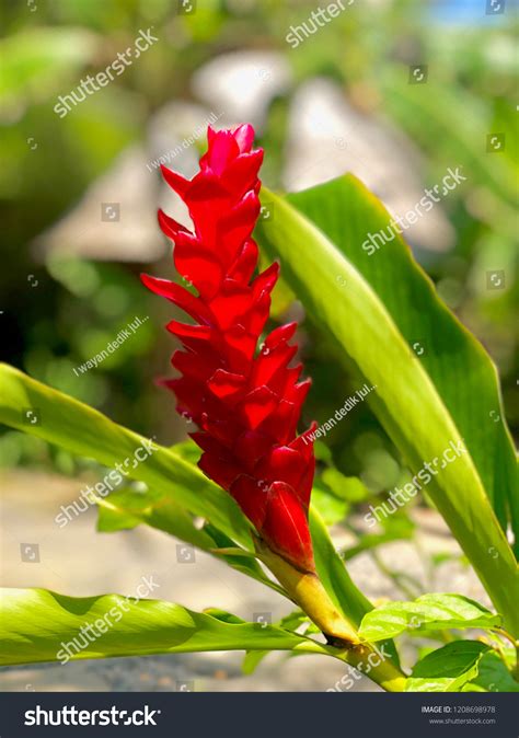 Calathea Lutea Tree Stock Photo 1208698978 | Shutterstock