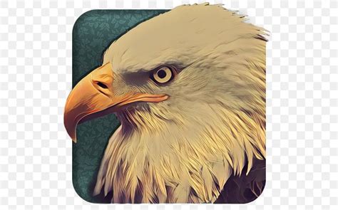 Bald Eagle Beak Close-up, PNG, 512x512px, Bald Eagle, Accipitriformes ...