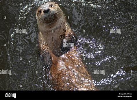 River Otter Swimming