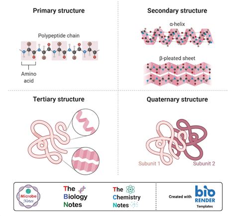 Protein Structure- Primary, Secondary, Tertiary, and Quaternary