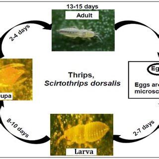 onion thrips life cycle - Noe Huntington