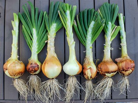 How to Grow Onions: from Seed or Sets to Harvest ~ Homestead and Chill ...