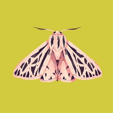 Moths on Behance | Moth illustration, Moth art, Insect art