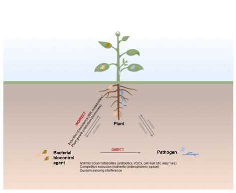 Microorganisms | Free Full-Text | Bacteria as Biological Control Agents ...